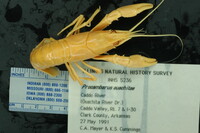 Procambarus ouachitae image